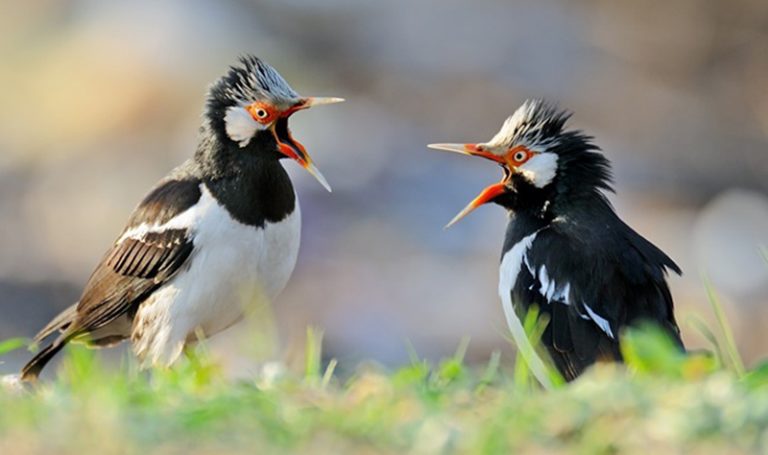 7 Cara Membedakan Burung Jalak Suren Jantan dan Betina Secara Akurat